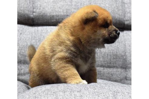 成約済の埼玉県の柴犬-38813の4枚目