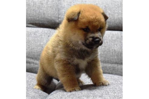 成約済の埼玉県の柴犬-38813の3枚目