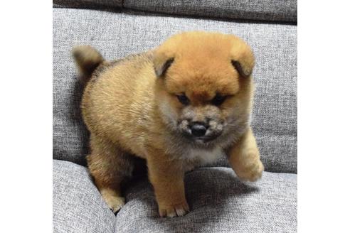 成約済の埼玉県の柴犬-38813の2枚目