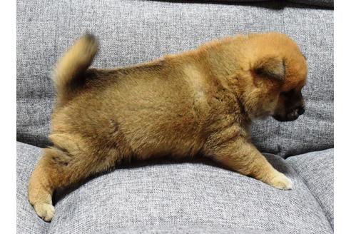 成約済の埼玉県の柴犬-38813の1枚目