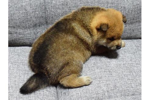成約済の埼玉県の柴犬-38814の4枚目