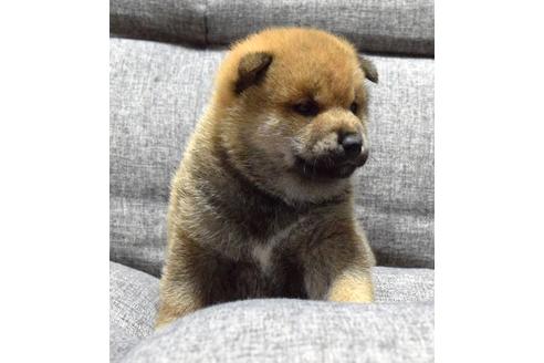 成約済の埼玉県の柴犬-38814の3枚目