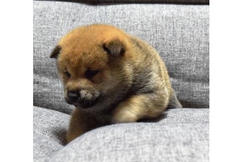 成約済の埼玉県の柴犬-38814の2枚目