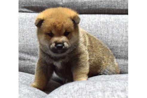 成約済の埼玉県の柴犬-38814の1枚目