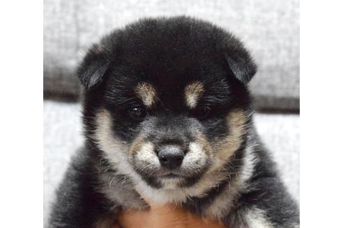 成約済の埼玉県の柴犬-38815の5枚目