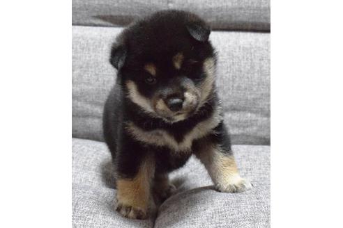 成約済の埼玉県の柴犬-38815の4枚目