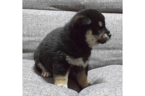 成約済の埼玉県の柴犬-38815の3枚目