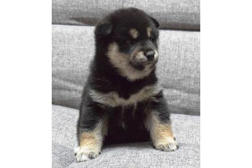 成約済の埼玉県の柴犬-38815の1枚目