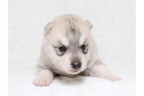 成約済の栃木県のシベリアンハスキー-38818の2枚目