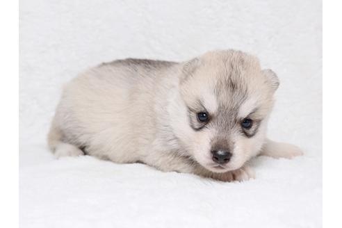 成約済の栃木県のシベリアンハスキー-38818の3枚目