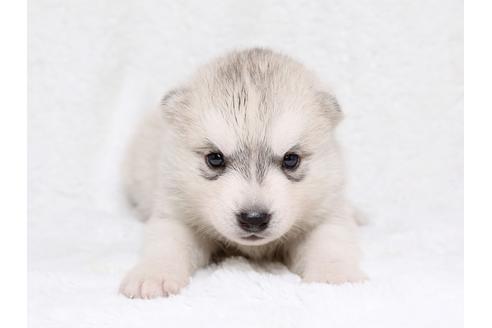 成約済の栃木県のシベリアンハスキー-38819の2枚目