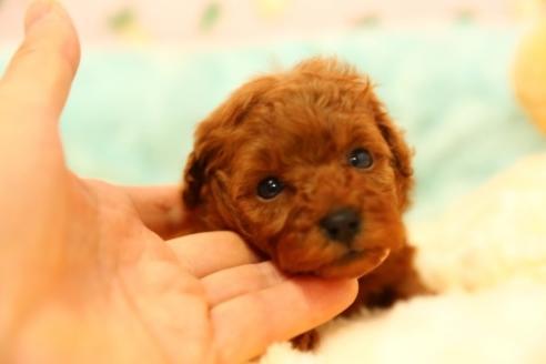成約済の埼玉県のトイプードル-38821の1枚目