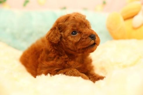 成約済の埼玉県のトイプードル-38821の2枚目