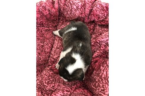 成約済の愛知県のフレンチブルドッグ-38735の1枚目