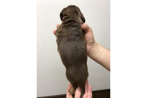 成約済の千葉県のミニチュアダックスフンド-38867の1枚目