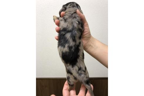 成約済の千葉県のミニチュアダックスフンド-38868の2枚目