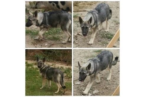 成約済の北海道のその他の犬種-38927の1枚目