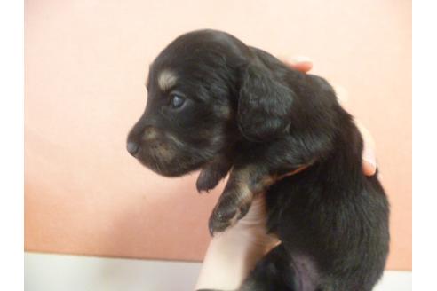 成約済の福岡県のミニチュアダックスフンド-38989の2枚目