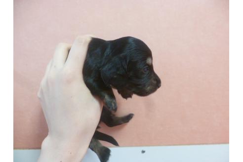 成約済の福岡県のミニチュアダックスフンド-38989の3枚目