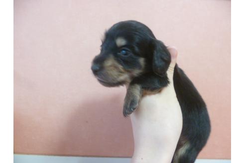 成約済の福岡県のミニチュアダックスフンド-38990の2枚目