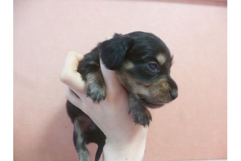 成約済の福岡県のミニチュアダックスフンド-38990の3枚目