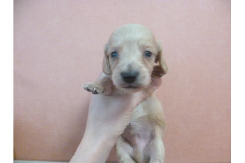 成約済の福岡県のミニチュアダックスフンド-38991の3枚目