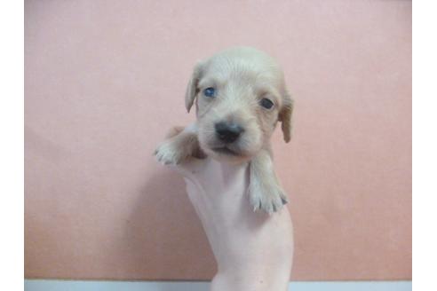 成約済の福岡県のミニチュアダックスフンド-38991の1枚目