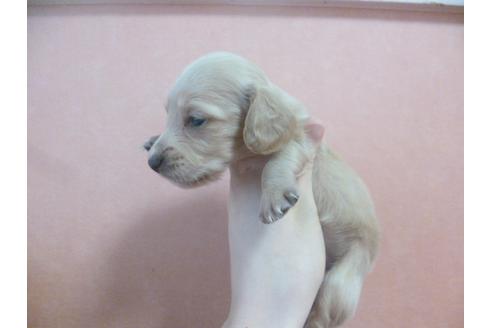 成約済の福岡県のミニチュアダックスフンド-38991の2枚目