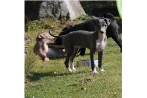 成約済の埼玉県のイタリアングレーハウンド(イタグレ)-38993の2枚目