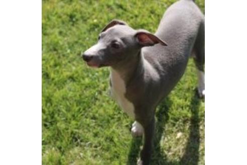 成約済の埼玉県のイタリアングレーハウンド(イタグレ)-38993の1枚目