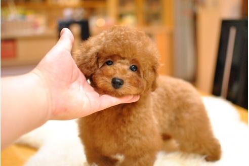 成約済の茨城県のトイプードル-39038の2枚目