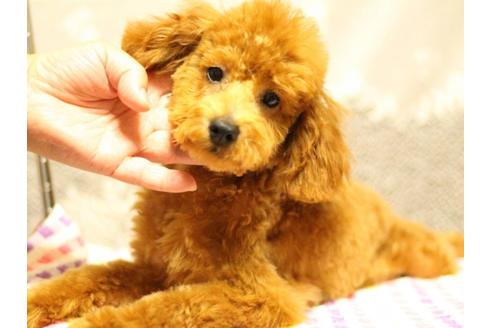 成約済の福岡県のトイプードル-33355の2枚目