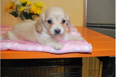 成約済の京都府のミックス犬-39102の2枚目