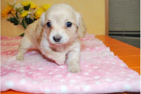 成約済の京都府のミックス犬-39102の3枚目