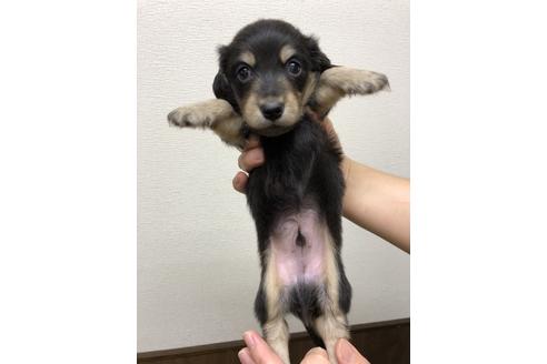 成約済の千葉県のミニチュアダックスフンド-39115の2枚目