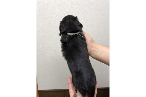 成約済の千葉県のミニチュアダックスフンド-39115の3枚目