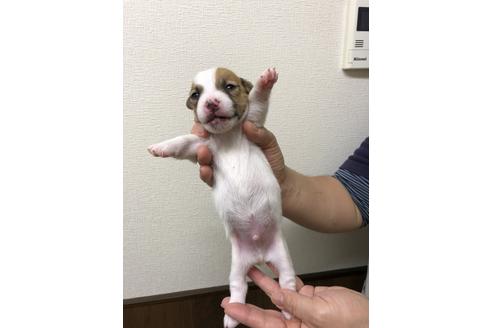 成約済の千葉県のジャックラッセルテリア-39117の2枚目