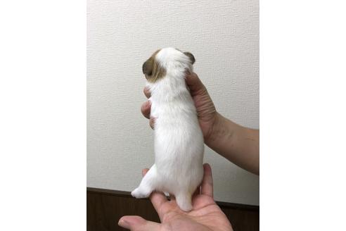 成約済の千葉県のジャックラッセルテリア-39117の3枚目