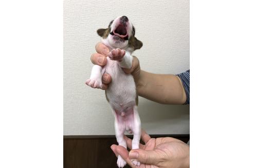 成約済の千葉県のジャックラッセルテリア-39118の2枚目