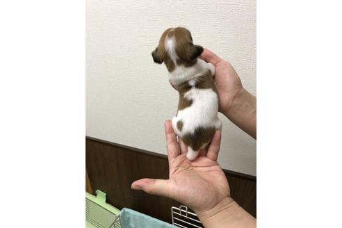 成約済の千葉県のジャックラッセルテリア-39118の3枚目