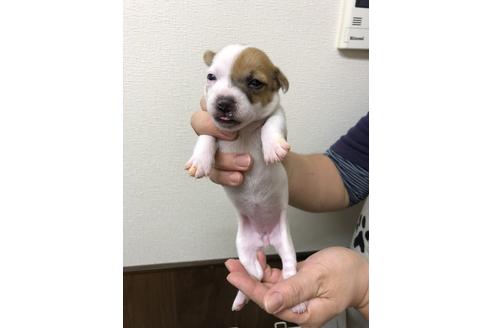 成約済の千葉県のジャックラッセルテリア-39120の2枚目