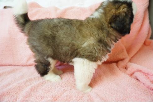 成約済の奈良県のセントバーナード-37729の4枚目