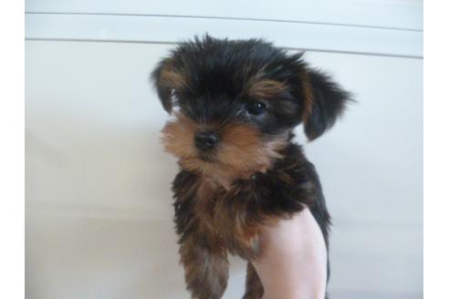 成約済の福岡県のヨークシャーテリア-39192の2枚目