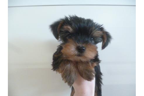 成約済の福岡県のヨークシャーテリア-39192の3枚目