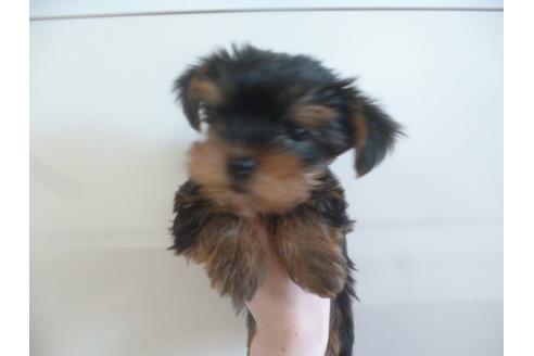 成約済の福岡県のヨークシャーテリア-39192の4枚目