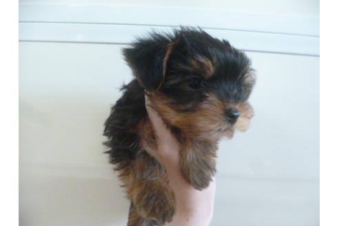 成約済の福岡県のヨークシャーテリア-39192の5枚目