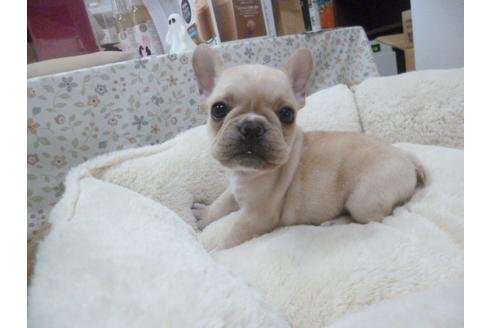 成約済の福岡県のフレンチブルドッグ-39193の5枚目