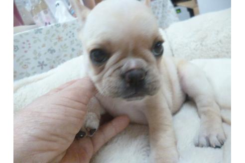 成約済の福岡県のフレンチブルドッグ-39193の2枚目