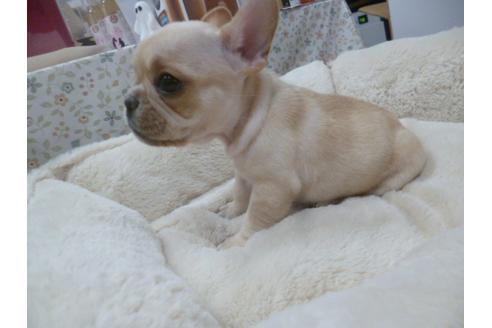 成約済の福岡県のフレンチブルドッグ-39193の1枚目