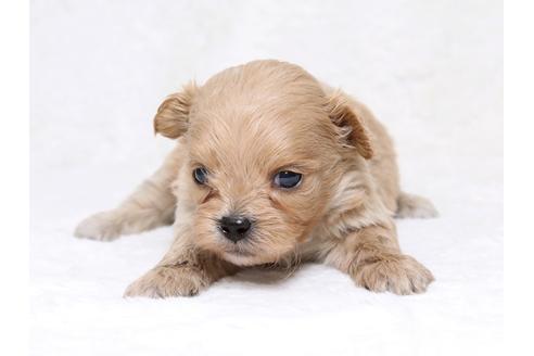 成約済の栃木県のミックス犬-39221の1枚目